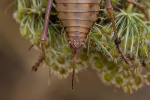 Réf. 245 073 : Uromenus brevicollis insularis